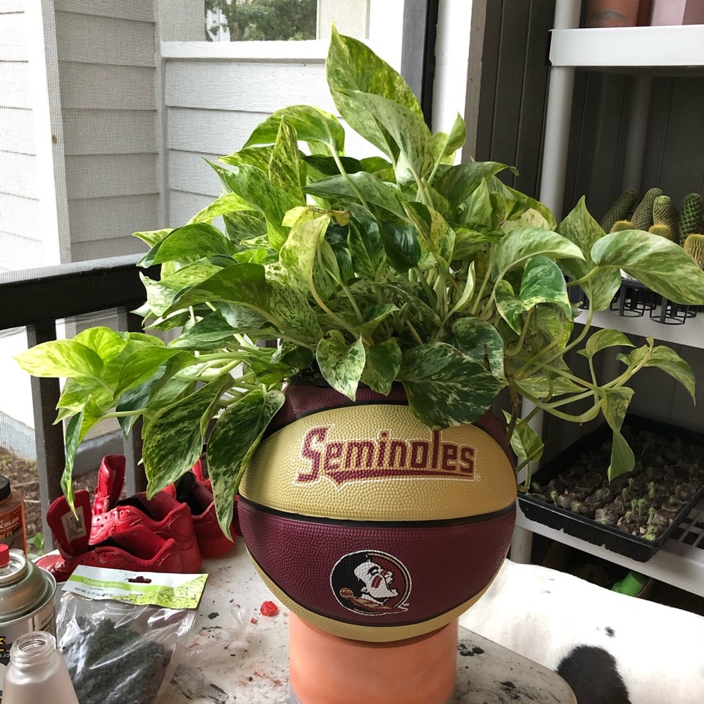 FSU seminoles basketball planter
